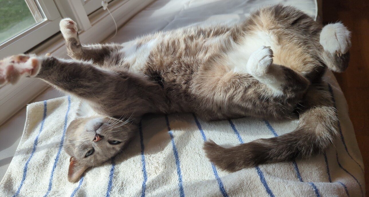 Sydney the cat lying on his back on a towel and stretching